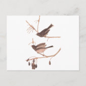 Audubon Snow Birds Briefkaart (Voorkant)