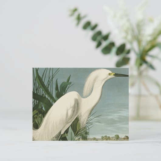 Audubon Snowy Heron White Gret Vogel Vogel Briefkaart (Staand voorkant)