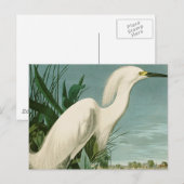 Audubon Snowy Heron White Gret Vogel Vogel Briefkaart (Voorkant / Achterkant)