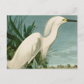 Audubon Snowy Heron White Gret Vogel Vogel Briefkaart (Voorkant)