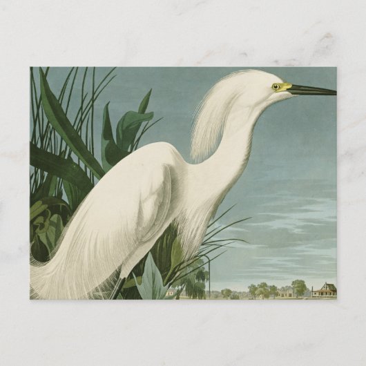 Audubon Snowy Heron White Gret Vogel Vogel Briefkaart (Voorkant)