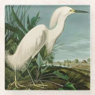 Audubon Snowy Heron White Gret Vogel Vogel Glazen Onderzetter