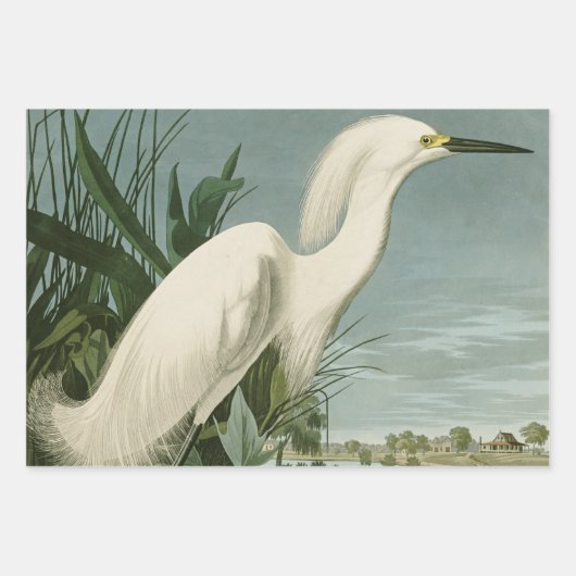 Audubon Snowy Heron White Gret Vogel Vogel Inpakpapier Vel (Voorkant)