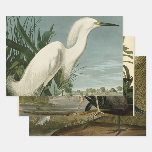 Audubon Snowy Heron White Gret Vogel Vogel Inpakpapier Vel (Set)