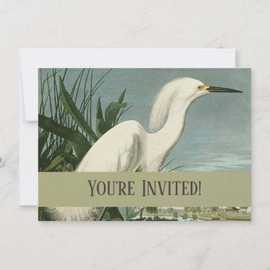 Audubon Snowy Heron White Gret Vogel Vogel Kaart (Voorkant)