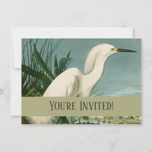 Audubon Snowy Heron White Gret Vogel Vogel Kaart