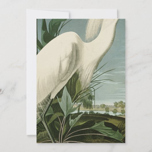 Audubon Snowy Heron White Gret Vogel Vogel Kaart (Achterkant)