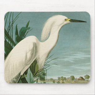 Audubon Snowy Heron White Gret Vogel Vogel Muismat