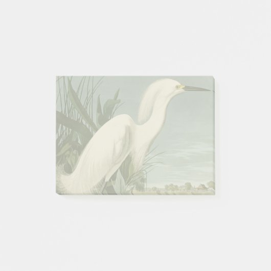 Audubon Snowy Heron White Gret Vogel Vogel Post-it® Notes (Voorkant)