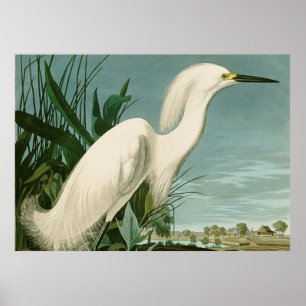 Audubon Snowy Heron White Gret Vogel Vogel Poster