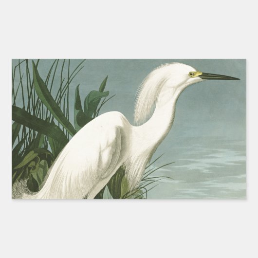 Audubon Snowy Heron White Gret Vogel Vogel Rechthoekige Sticker (Voorkant)