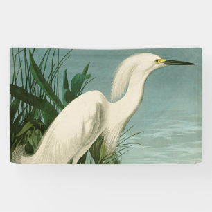 Audubon Snowy Heron White Gret Vogel Vogel Spandoek