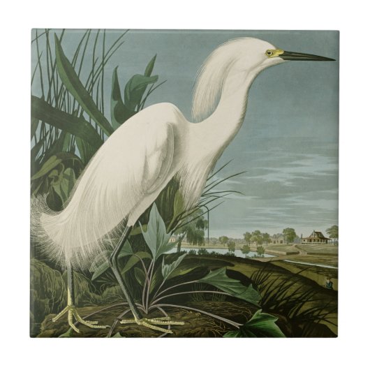 Audubon Snowy Heron White Gret Vogel Vogel Tegeltje (Voorkant)