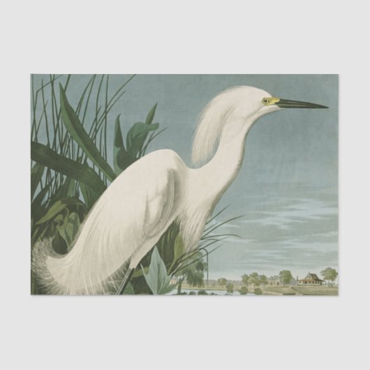 Audubon Snowy Heron White Gret Vogel Vogel Tissuepapier (Voorkant)
