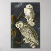 Audubon Snowy Owl Poster Print (Voorkant)