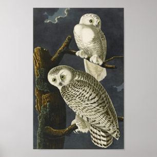 Audubon Snowy Owl Poster Print