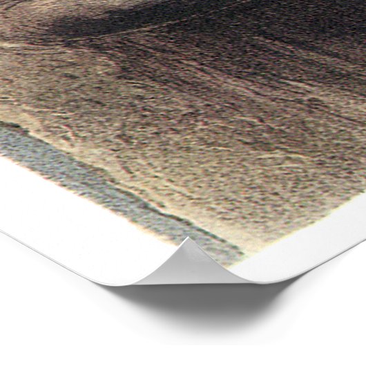 Audubon Snowy Owls Poster of Print (Hoek)