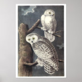 Audubon Snowy Owls Poster of Print (Voorkant)