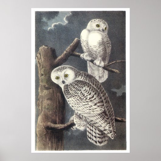 Audubon Snowy Owls Poster of Print (Voorkant)