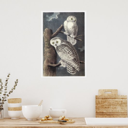 Audubon Snowy Owls Poster of Print (Keuken)