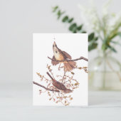 Audubon Song Sparrow beroemd gemaakt door Tiny Spi Briefkaart (Staand voorkant)