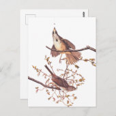 Audubon Song Sparrow beroemd gemaakt door Tiny Spi Briefkaart (Voorkant / Achterkant)