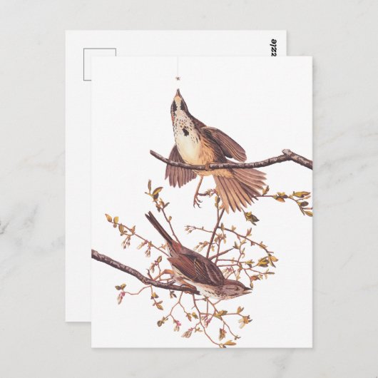 Audubon Song Sparrow beroemd gemaakt door Tiny Spi Briefkaart (Voorkant / Achterkant)