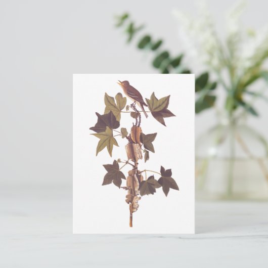 Audubon Traill's Flycatcher Songbird Briefkaart (Staand voorkant)