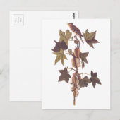 Audubon Traill's Flycatcher Songbird Briefkaart (Voorkant / Achterkant)