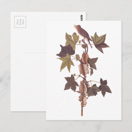 Audubon Traill's Flycatcher Songbird Briefkaart (Voorkant / Achterkant)