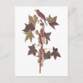 Audubon Traill's Flycatcher Songbird Briefkaart (Voorkant)