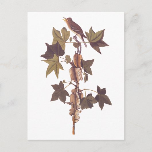 Audubon Traill's Flycatcher Songbird Briefkaart (Voorkant)