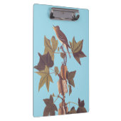 Audubon Traill's Flycatcher Songbird Klembord (Rechts)