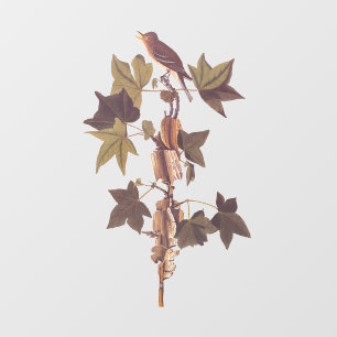 Audubon Traill's Flycatcher Songbird Raamsticker