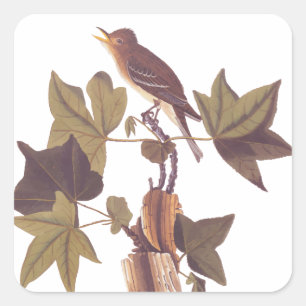Audubon Traill's Flycatcher Songbird Vierkante Sticker