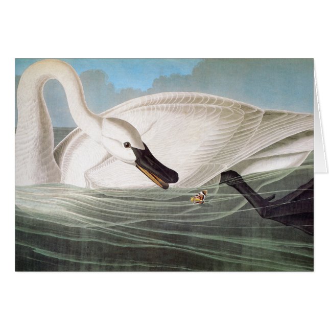 Audubon: Trumpeter Swan (Voorkant Horizontaal)