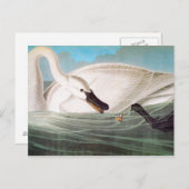 Audubon: Trumpeter Swan Briefkaart (Voorkant / Achterkant)