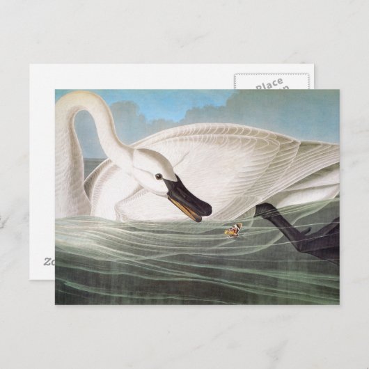 Audubon: Trumpeter Swan Briefkaart (Voorkant / Achterkant)