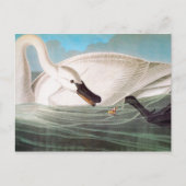 Audubon: Trumpeter Swan Briefkaart (Voorkant)