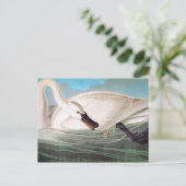Audubon: Trumpeter Swan Briefkaart (Staand voorkant)