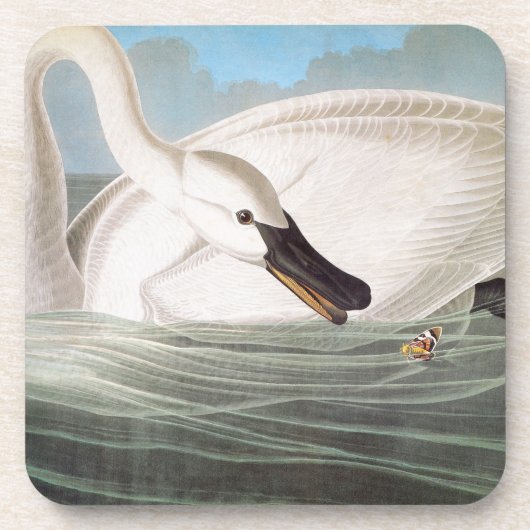 Audubon: Trumpeter Swan Drankjes Onderzetter (Voorkant)