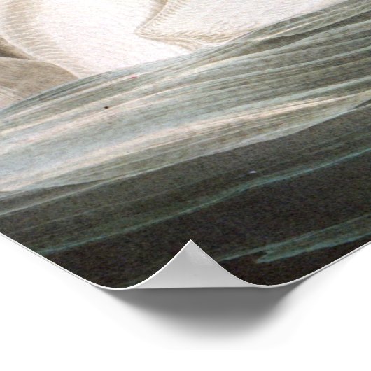 Audubon Trumpeter Swan Print (Hoek)