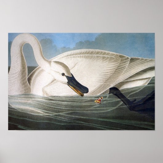 Audubon Trumpeter Swan Print (Voorkant)