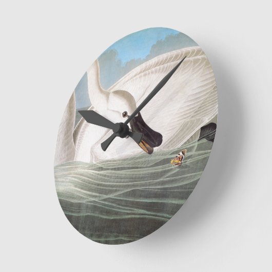 Audubon: Trumpeter Swan Ronde Klok (Hoek)