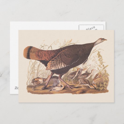 Audubon Turkey Hen and Chicken in herfst Briefkaart (Voorkant / Achterkant)