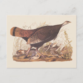Audubon Turkey Hen and Chicken in herfst Briefkaart