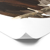 Audubon Turkey Vulture Poster Print (Hoek)