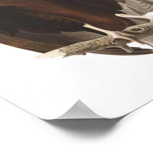 Audubon Turkey Vulture Poster Print (Hoek)