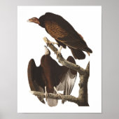 Audubon Turkey Vulture Poster Print (Voorkant)