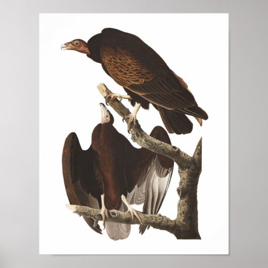 Audubon Turkey Vulture Poster Print (Voorkant)